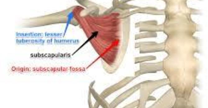 Subscapularis Pain and Injuries image